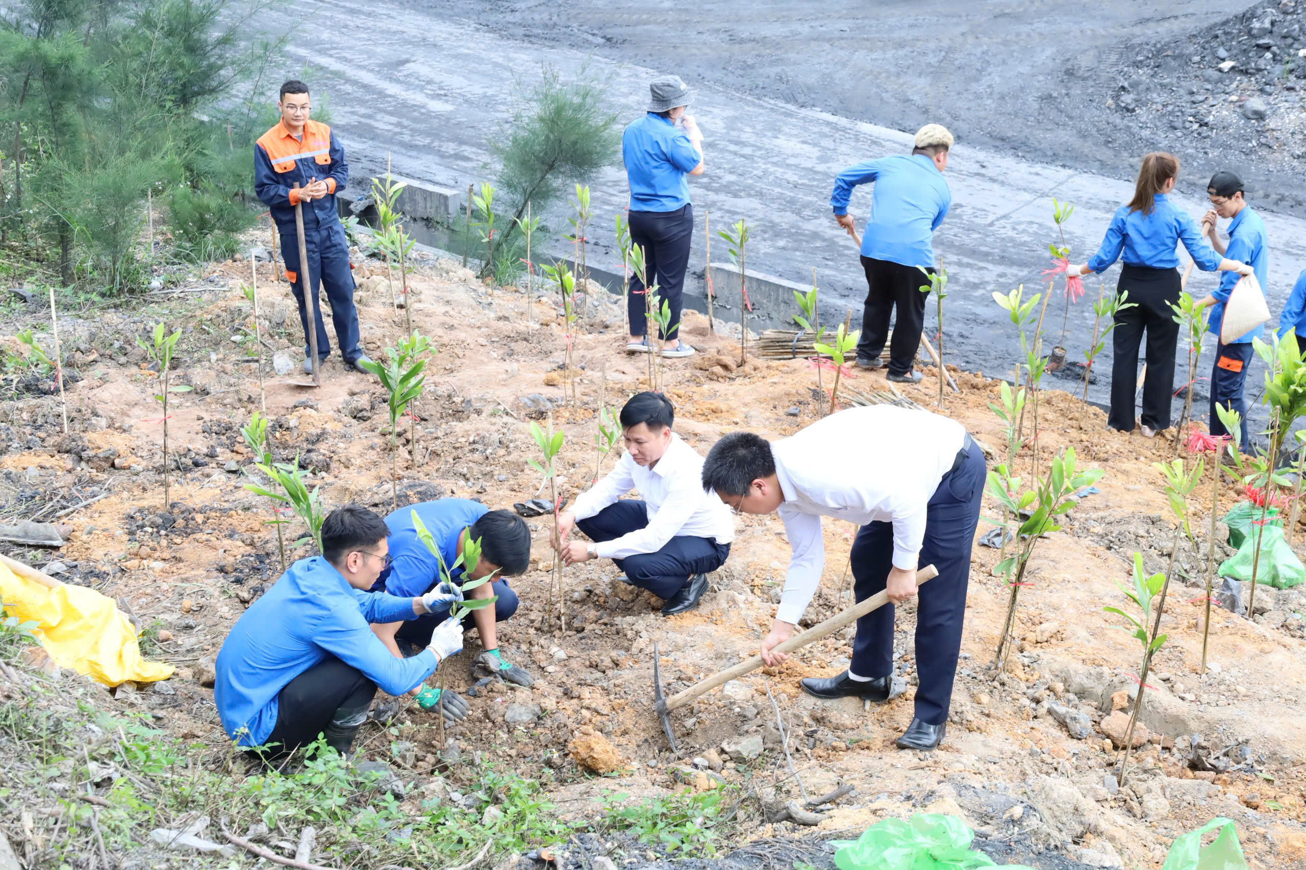 Đoàn Thanh Niên Công ty CP Kinh doanh than Cẩm Phả - Vinacomin phát động lễ " Tết trồng cây đời đời nhớ ơn Bác Hồ" Xuân Bính Ngọ 2026